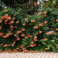 25 Orange HUMMINGBIRD TRUMPET CREEPER Campsis Radicans Vine Flower Seeds
