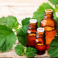5 TRUE PATCHOULI SHRUB Fragrant Patchouly Pogostemon Cablin Herb Seeds