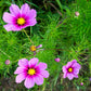 150 Pink COSMOS RADIANCE Bipinnatus Flower Seeds