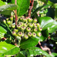 30 PURPLE CHOKEBERRY Aronia Prunifolia White Flower Fruit Shrub Seeds