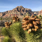 5 JOSHUA TREE Palm Tree Yucca Brevifolia White Flowers Cactus Succulent Seeds