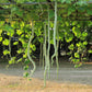 10 SNAKE GOURD Multicolored Craft Gourd Lagenaria Siceraria Vine Seeds