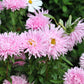50 Mixed OSTRICH PLUME ASTER Feather Spider Callistephus Chinensis Flower Seeds