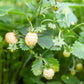 20 ' PINEAPPLE CRUSH ' STRAWBERRY Everbearing Fragaria Vesca Alpine White Yellow Berry Seeds