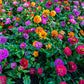200 Mixed Colors ZINNIA POMPON Zinnia Elegans Flower Seeds