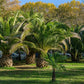 10 CANARY ISLAND Date PALM Phoenix Canariensis Tree Seeds