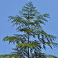 10 Flowering DRUMSTICK TREE Moringa Oleifera Seeds (Miracle Tree / Ben Oil Tree)