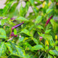 50 PURPLE CAYENNE PEPPER Hot Capsicum Annuum Vegetable Seeds