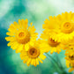1000 DAHLBERG DAISY Thymophylla Tenuiloba Yellow Flower Seeds - aka Golden Fleece, Gold Carpet,  Shooting Star