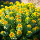 25 ROSEROOT STONECROP Golden Rose Root Sedum Rhodiola Rosea Yellow Succulent Flower Seeds