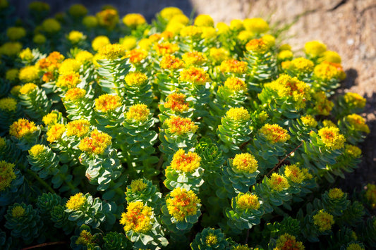 25 ROSEROOT STONECROP Golden Rose Root Sedum Rhodiola Rosea Yellow Succulent Flower Seeds