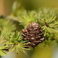25 JAPANESE LARCH TREE Conifer Pine Cones Bonsai Larix Kaempferi Seeds