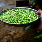 50 BABY LIMA BEAN Phaseolus Lunatus Vegetable Seeds