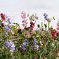 60 Mixed Colors SWEET PEA ROYAL Family Mix Lathyrus Odoratus Flower Vine Seeds