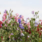 60 Mixed Colors SWEET PEA ROYAL Family Mix Lathyrus Odoratus Flower Vine Seeds