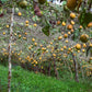 10 SWEET GRANADILLA Yellow Passionfruit Grenadia Sugar Fruit Passiflora Ligularis Huge Purple & White Flower Yellow Orange Fruit Vine Seeds