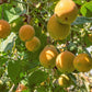 10 SWEET GRANADILLA Yellow Passionfruit Grenadia Sugar Fruit Passiflora Ligularis Huge Purple & White Flower Yellow Orange Fruit Vine Seeds