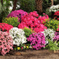 25 MIXED COLORS AZALEA Rhododendron spp. Red, Pink, Purple, White Flower Shade Bush Shrub Seeds
