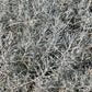 100 SILVER SAGEBRUSH Artemisia Cana Dwarf Sagebrush Silver Wormwood Herb Flower Seeds