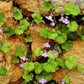 100 KENILWORTH IVY (Ivy-Leaved Toadflax) Cymbalaria Muralis Vine Flower Seeds