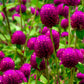 50 GLOBE AMARANTH MIX Gomphrena Globosa Mixed Colors Amaranthus Flower Seeds