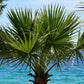 30 CALIFORNIA FAN PALM Tree Petticoat Arizona Desert Washingtonia Filifera Seeds
