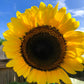 75 MAMMOTH GREY Stripe SUNFLOWER Helianthus Annuus Flower Seeds