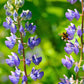 100 PERENNIAL LUPINE Blue Violet Lupinus Perennis Wild Lupine Sundial Purple Native Hummingbird Flower Seeds