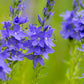 75 ROYAL BLUE SPEEDWELL Veronica Austriaca Teucrium Flower Seeds