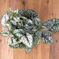 10 Dwarf WHITE POLKA DOT PLANT Splash Select Hypoestes Phyllostachya Flower Houseplant Seeds
