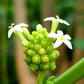 20 NONI Cheese Fruit Great Morinda Citrifolia Indian Beach Mulberry Shrub Tree Seeds