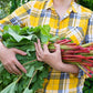25 GLASKINS PERPETUAL RHUBARB (Pieplant) Rheum Rhabarbarum Fruit Vegetable Seeds