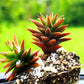 50 ROCK PINE Orostachys Japonica Multicolored Succulent Pink Flower Houseplant Seeds