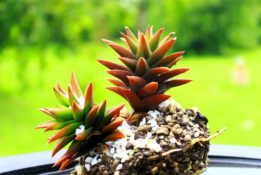 50 ROCK PINE Orostachys Japonica Multicolored Succulent Pink Flower Houseplant Seeds