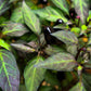 25 BLACK HUNGARIAN PEPPER Capsicum Annuum Mildly Hot Vegetable Seeds