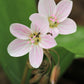 20 VIRGINIA SPRING BEAUTY Claytonia Virginica Eastern Fairy Pink Striped Native Grass Shade Flower Herb Seeds
