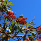 10 PACIFIC MADRONE TREE Bearberry Red Arbutus Menziesii Oregon Laurel Seeds