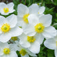 5 MADONNA ANEMONE Sylvestris White & Yellow Flower Seeds