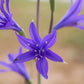 10 BLUE SIBERIAN LILY Mountain Ixia Altai Ixiolirion Tataricum Flower Seeds