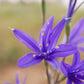 10 BLUE SIBERIAN LILY Mountain Ixia Altai Ixiolirion Tataricum Flower Seeds