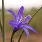 10 BLUE SIBERIAN LILY Mountain Ixia Altai Ixiolirion Tataricum Flower Seeds