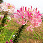 200 ROSE QUEEN CLEOME Hassleriana Spinosa Pink Spider Flower Seeds