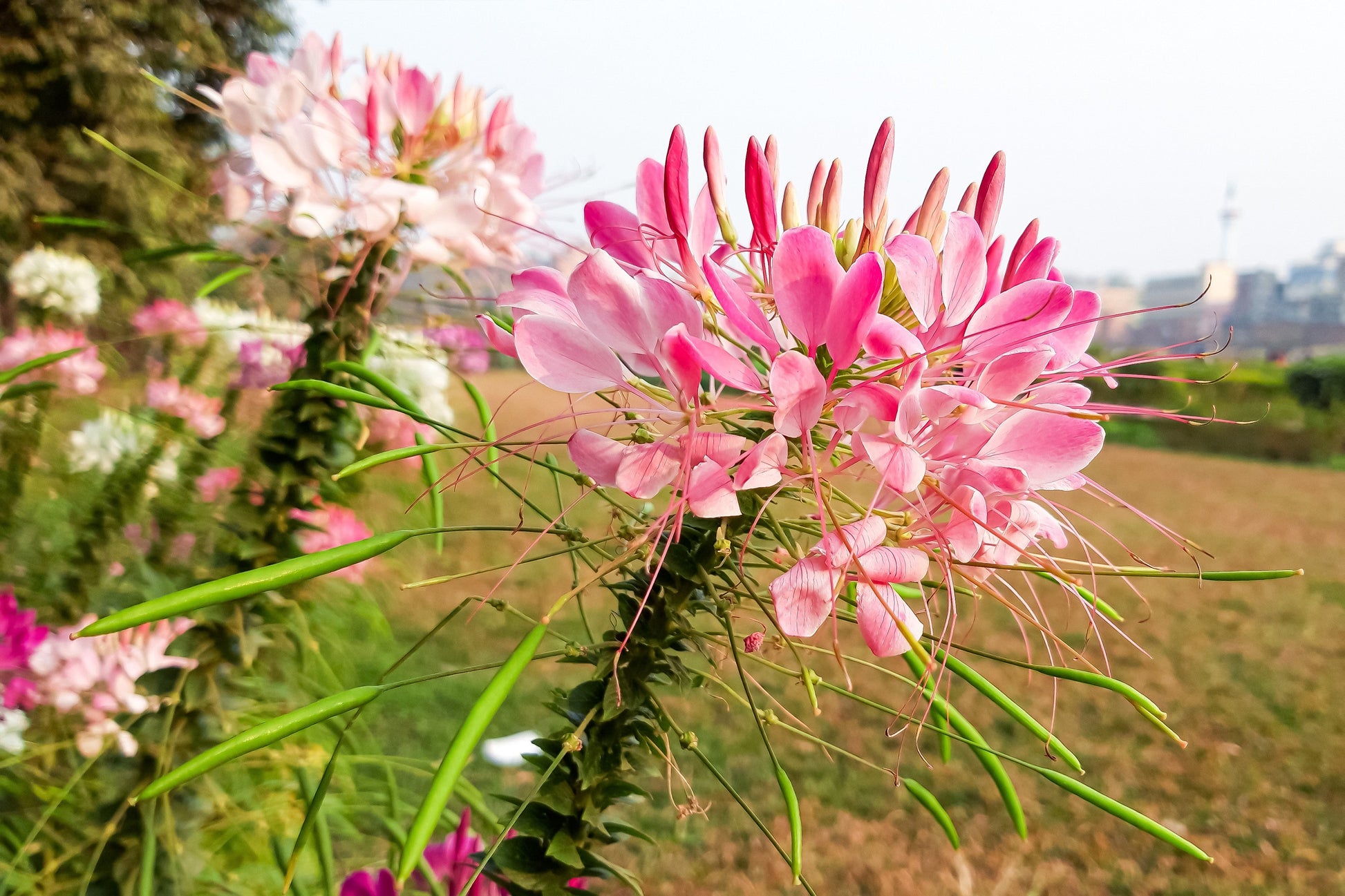 cleome rose queen seeds Cleome hassleriana, 'Pink Queen'