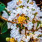 35 WHITE CREPE MYRTLE Lagerstroemia Indica Flowering Shrub Bush Small Tree Seeds