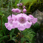 100 FALSE SLENDERLEAF FOXGLOVE Purple Gerardia Agalinis Tenuifolia Flower Seeds