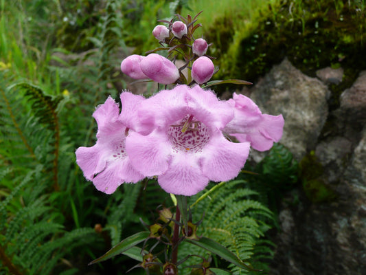 100 FALSE SLENDERLEAF FOXGLOVE Purple Gerardia Agalinis Tenuifolia Flower Seeds