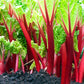 25 VICTORIA RHUBARB aka Pieplant Rheum Rhabarbarum Perennial Fruit Vegetable Seeds