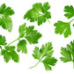 250 LEISURE CILANTRO / CORIANDER Coriandrum Sativum Herb Vegetable Seeds