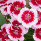550 MAIDEN PINKS Mixed Colors Dianthus Deltoides Flower Seeds