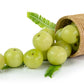 10 INDIAN GOOSEBERRY Phyllanthus Emblica Emblic Edible Fruit Tree Seeds